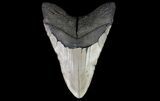 Bargain, Megalodon Tooth - North Carolina #67329-1